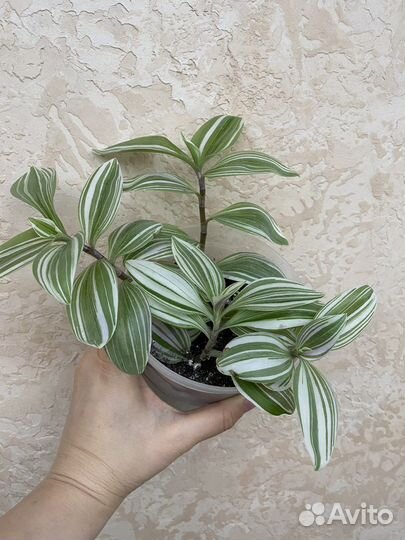 Комнатные цветы,растения.Разные