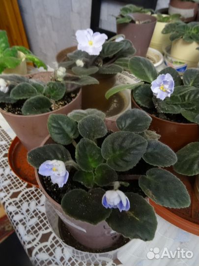 Фиалки обмен