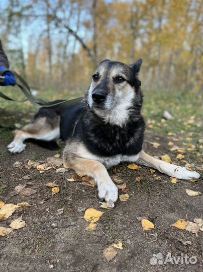 Робкая собака трусишка