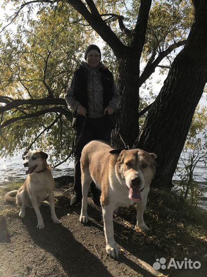 Отель для собаки (передержка)