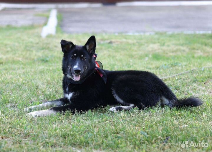 Подрощенный щенок метис овчарки и лайки