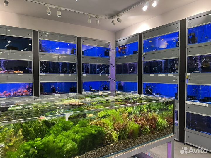 Аквариумные рыбки и растения