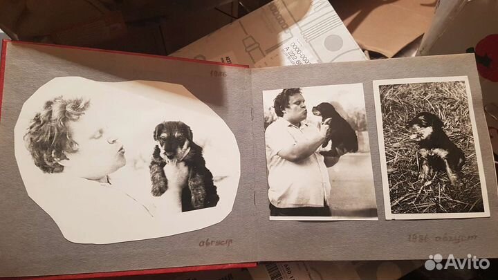 Эрдельтерьер фотоальбом советского времени СССР