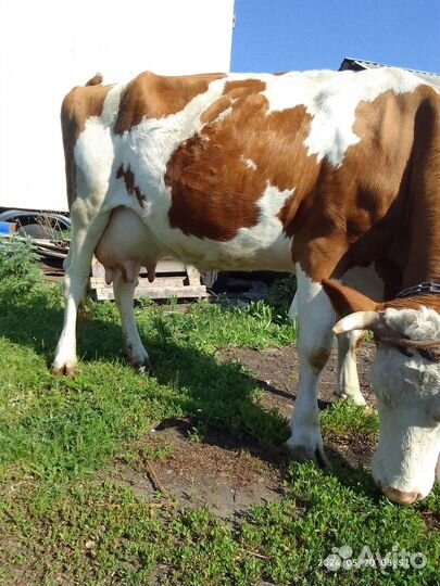Продам корову