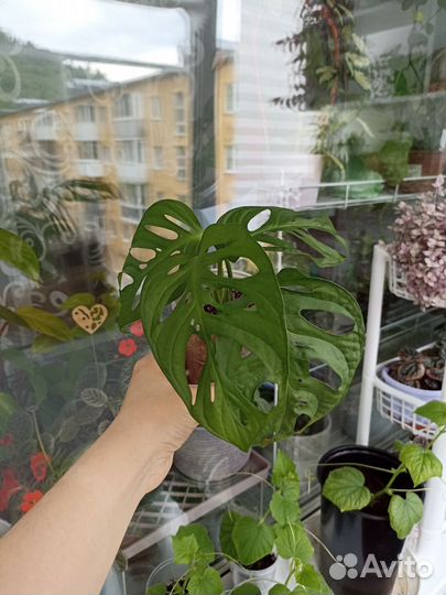 Комнатные растения цветы