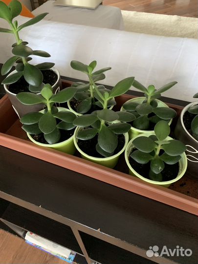 Продам цветы комнатные