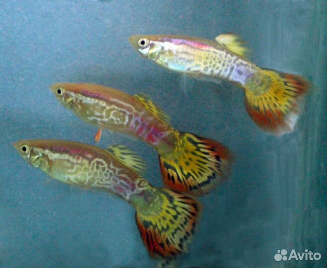 Гуппи Красный ананас (Poecilia reticulata) самцы