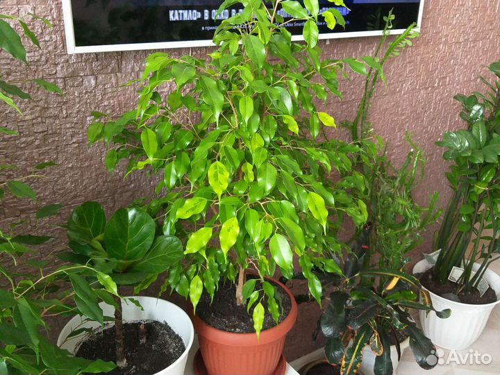 Цветы Фикус