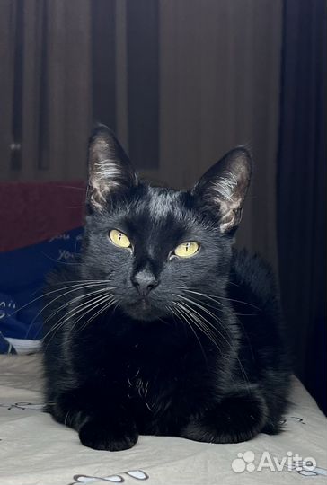 Инь янь. Черный кот и белая кошка на съемку