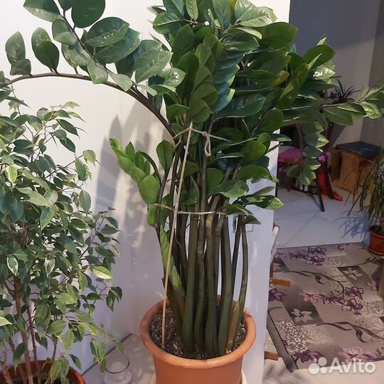 Комнатные цветы