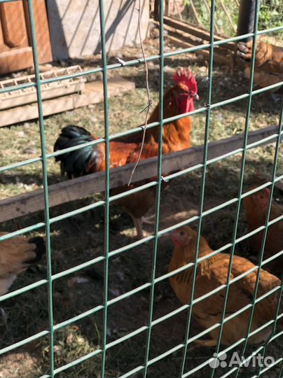 Петушок молодой 4 месяца Кучинская Юбелейная