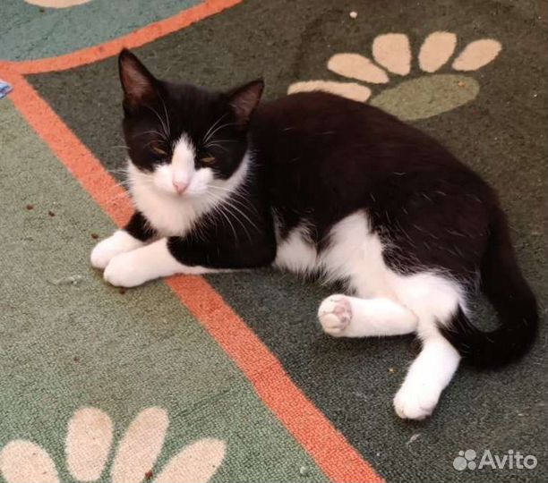 Кошечка подросток ищет дом