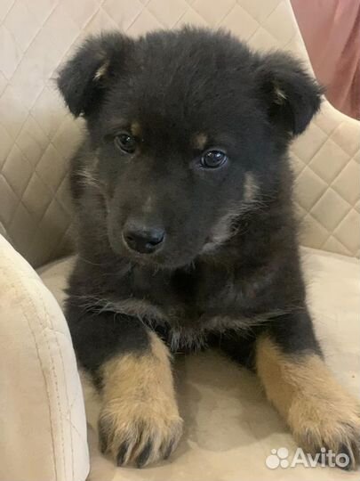 Щенки метисы овчарки