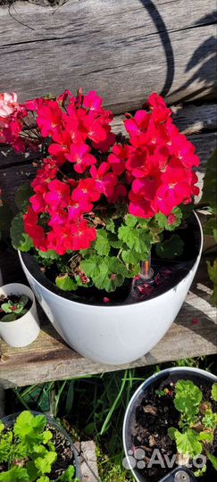 Пеларгония герань мини