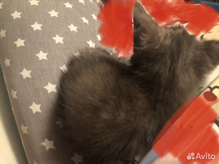 Кошка в дар