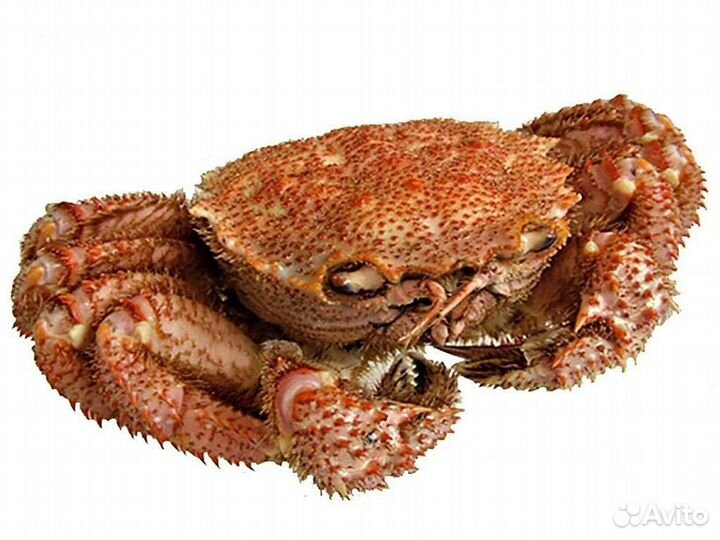 Мясо камчатского краба, стригуна, волосатик