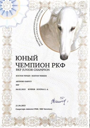 Бостон терьер кобель. Вязка