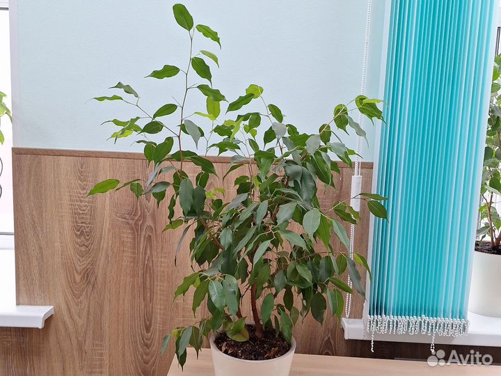 Фикус бенджамина