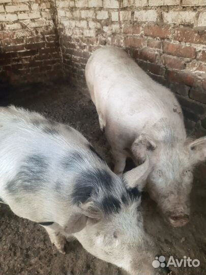 Свиньи сальные