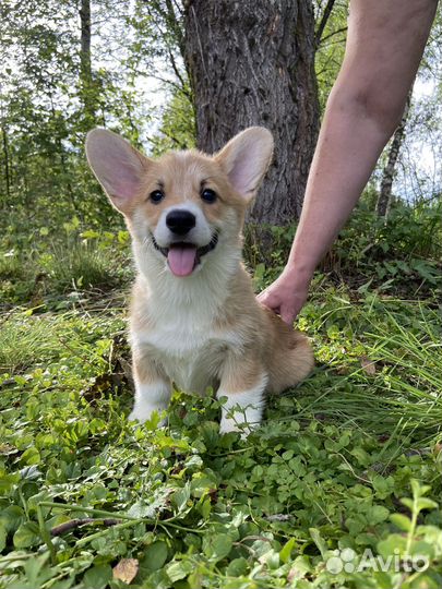 Щеночки коржики. 2,5 мес