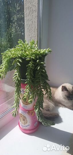 Фикус, Суккуленты, спатифиллум