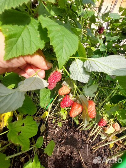 Саженцы красной малины