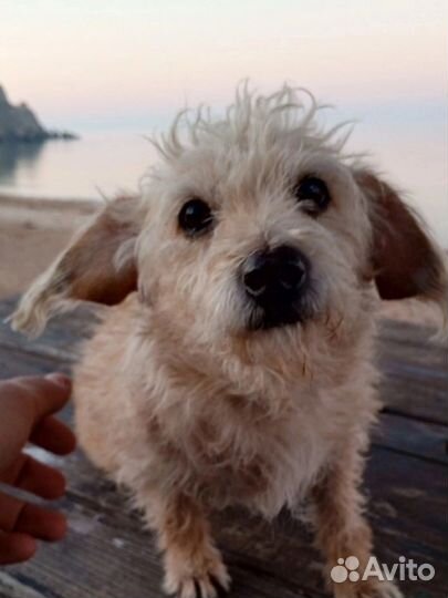 Маленькая собачка в добрые руки бесплатно