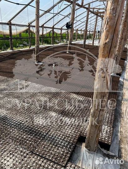 Предзаказ Лиственница Сибирская зкс сеянцы