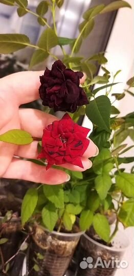 Укорененные черенки розы комнатной. Роза