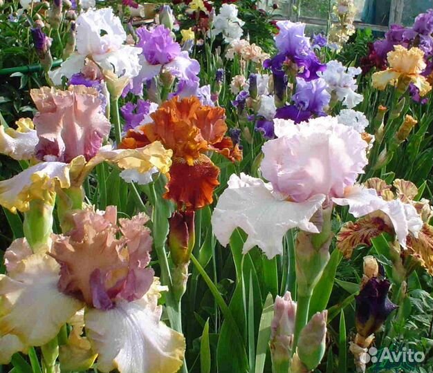 Ирис