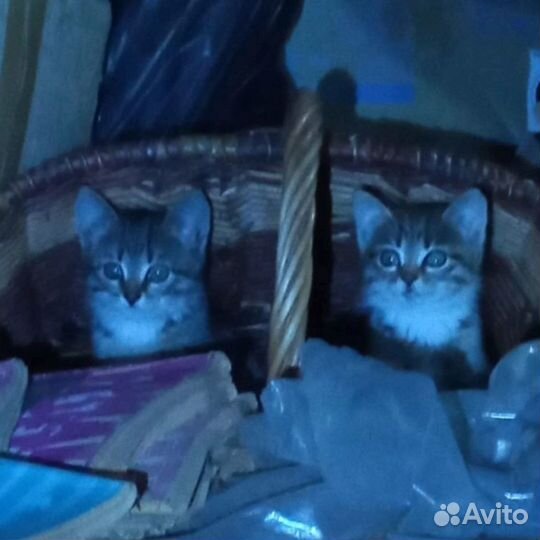 Котята в добрые руки