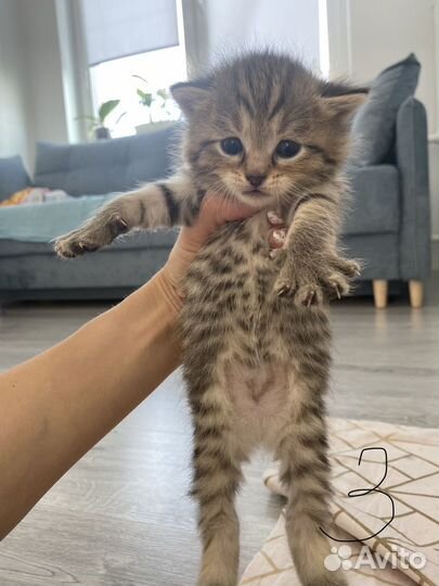 Британские котята