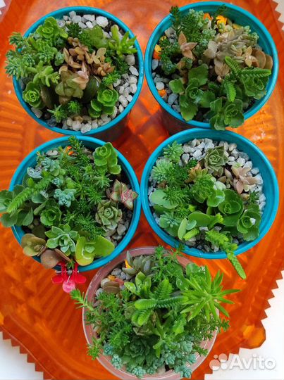 Суккуленты,много, наборы, флорариумы цветущие