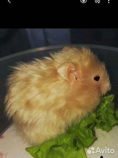 Хомяки рыжие атласные сирийские