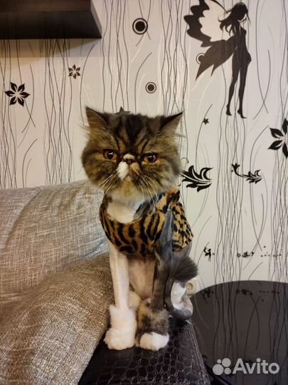 Стрижка кошек barbercat tmn