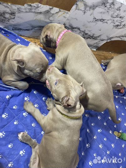 Щенки прайтера