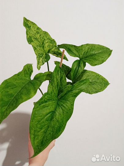 Сингониум Мохито