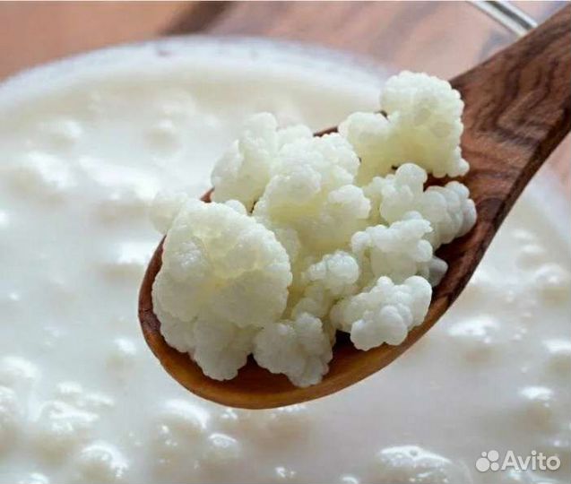 Молочный (кефирный) гриб