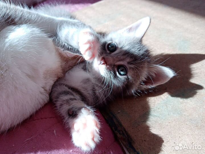 Котята в добрые руки