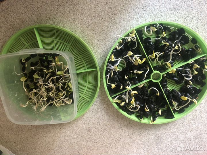 Проращиватель ростков, вода раз 15 минут