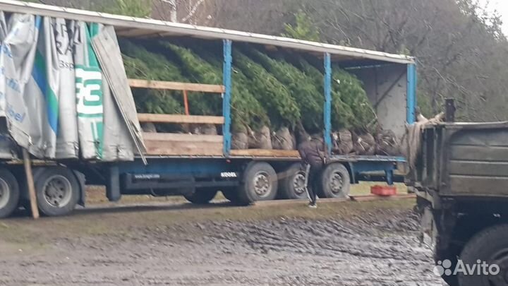 Ель голубая 2 м