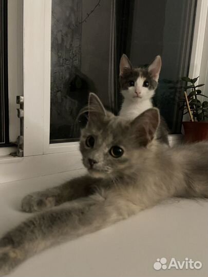 Котенок девочка в добрые руки