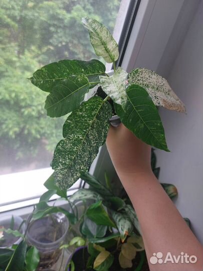 Растения на обмен