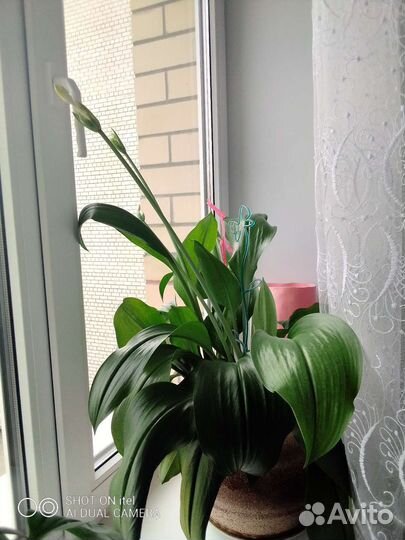 Эухарис ароматный, амозонская лилия