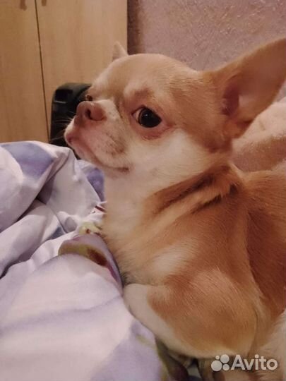 Чихуахуа Вязка