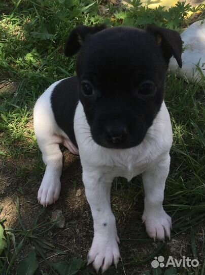 Той-терьер щенки