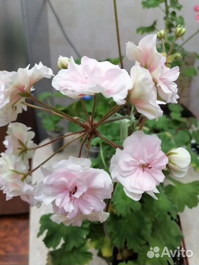 Пеларгония герань фуксия