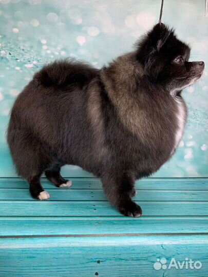 Грумер (стрижка, гигиена животных)