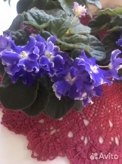 Сортовые фиалки