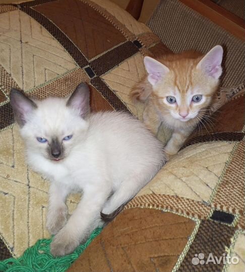 Отдам в добрые руки